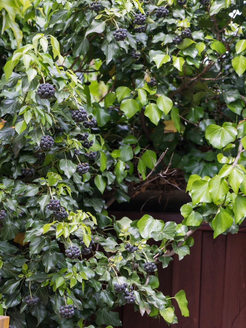 Bluszcz pospolity Hedera helix