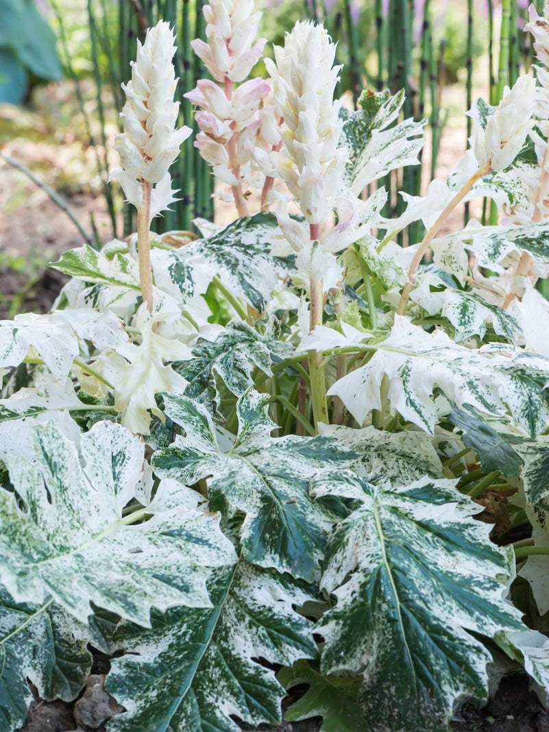 Akant Acanthus 'Whitewater'