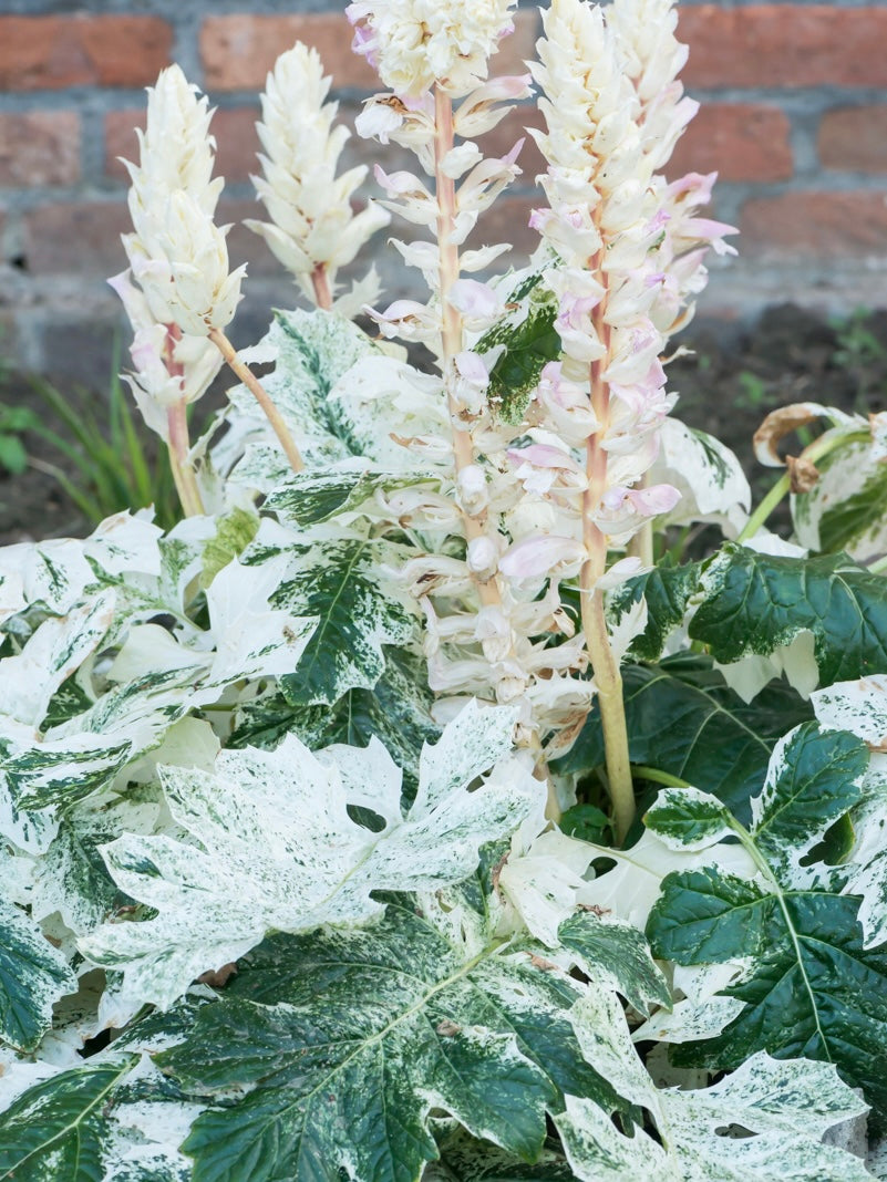 Akant Acanthus 'Whitewater'