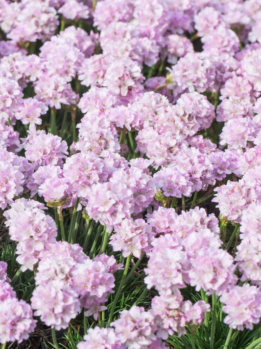 Zawciąg nadmorski Armeria maritima 'Glory of Holland'