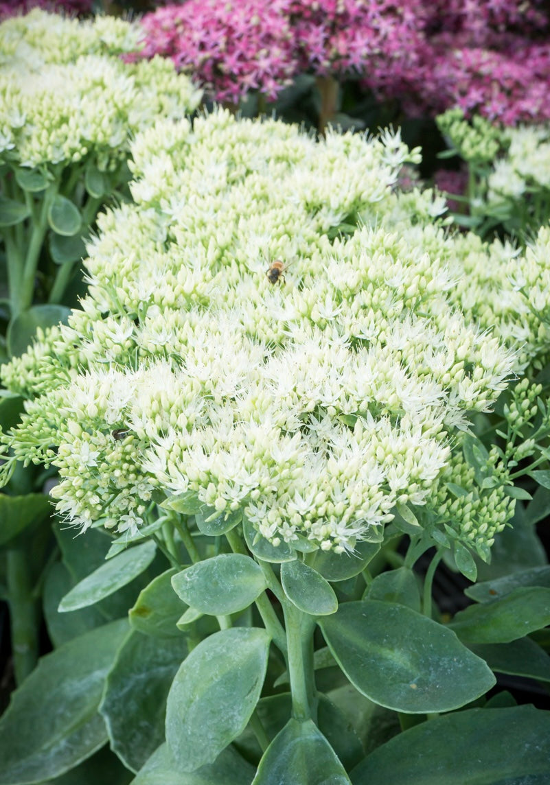 Rozchodnik okazały Sedum spectabile 'Stardust'