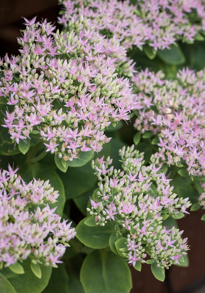 Rozchodnik okazały Sedum spectabile 'Brillant'