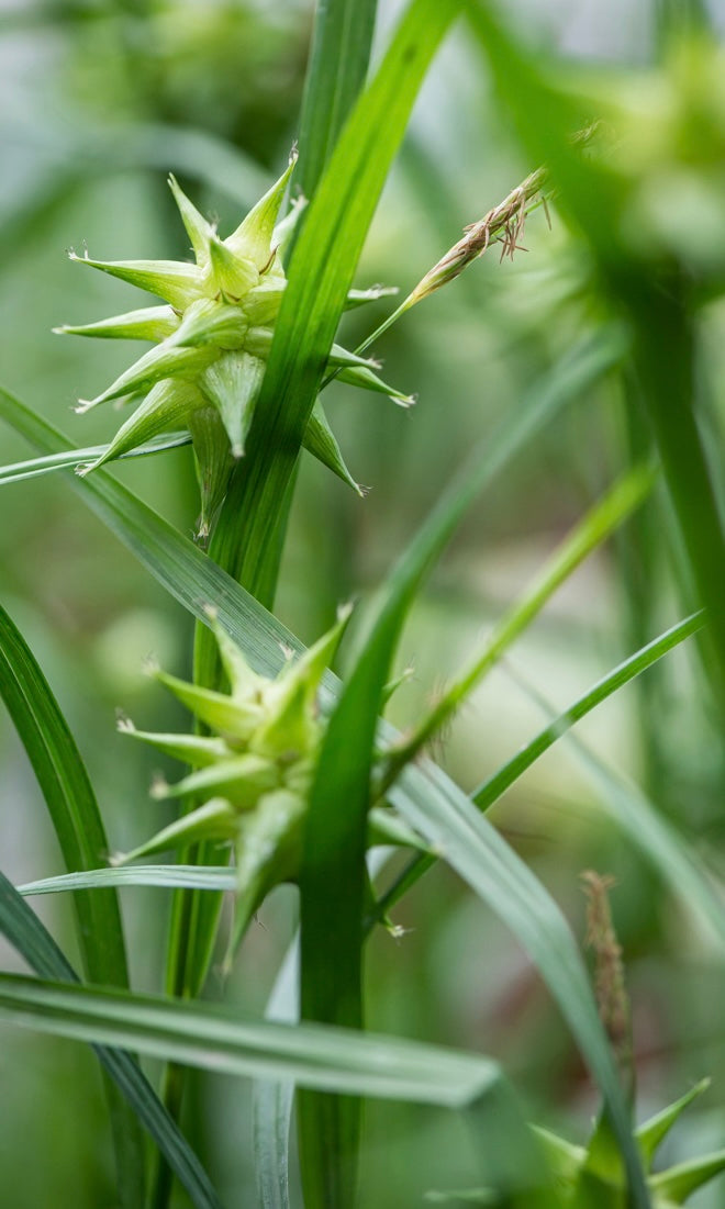 Turzyca Graya Carex grayi