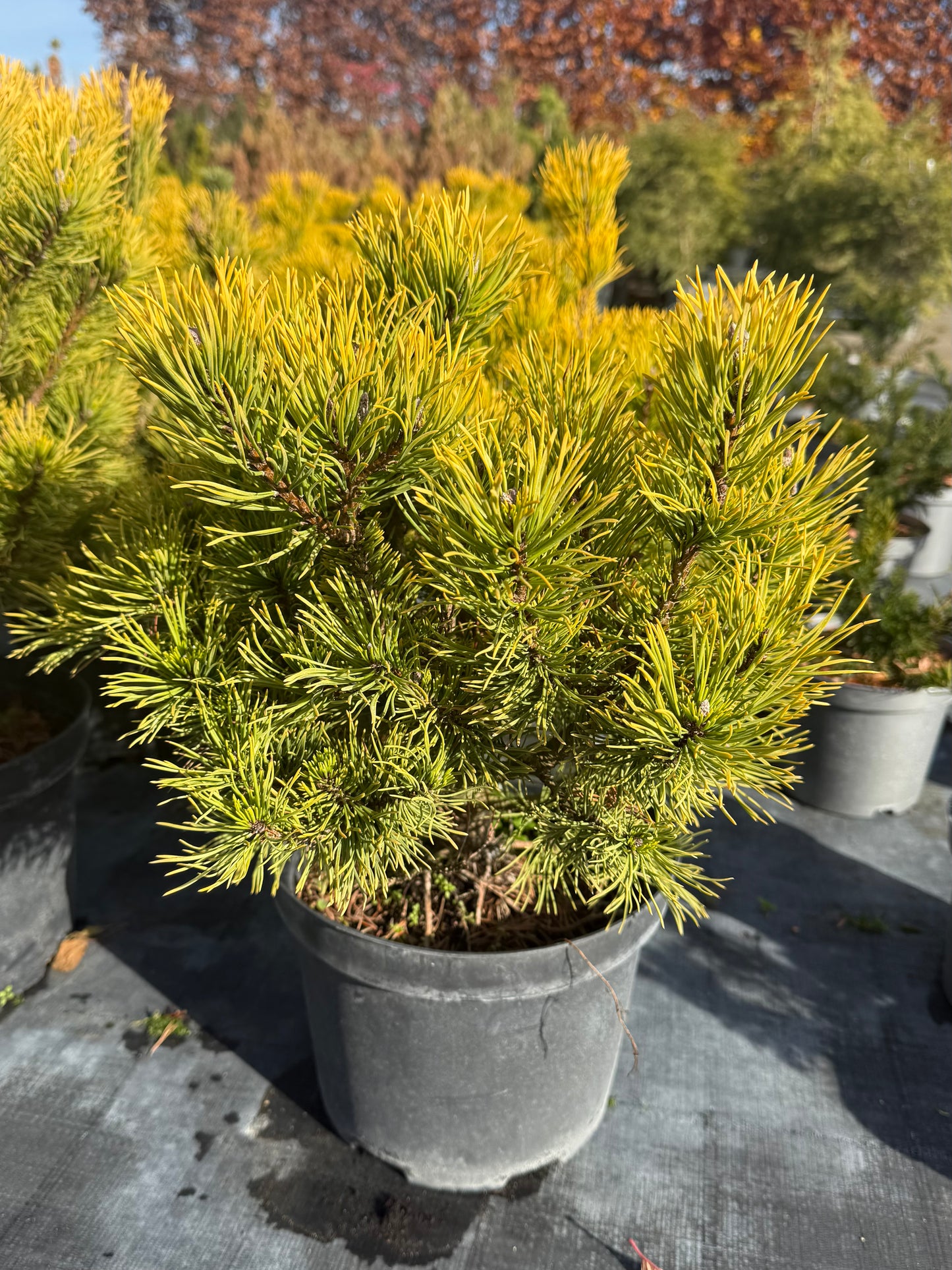 Sosna górska Pinus mugo 'Wintergold'