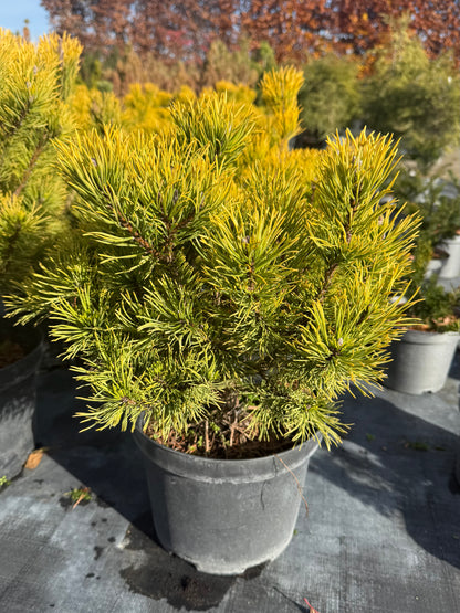 Sosna górska Pinus mugo 'Wintergold'