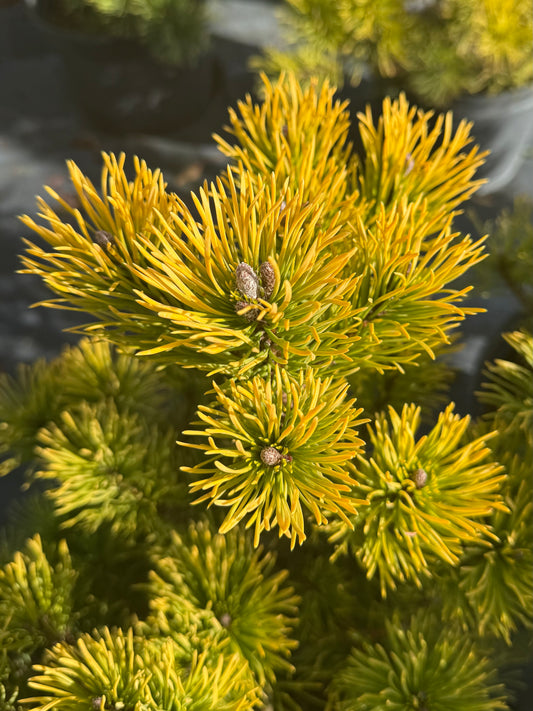 Sosna górska Pinus mugo 'Wintergold'