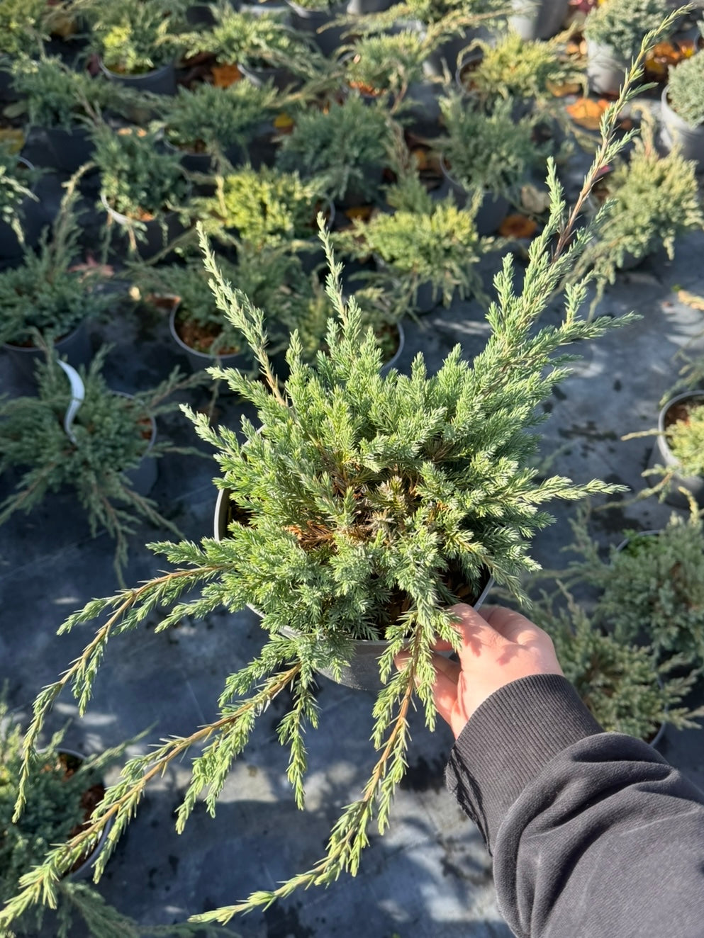 Jałowiec łuskowaty Juniperus Squamata 'Blue Carpet'