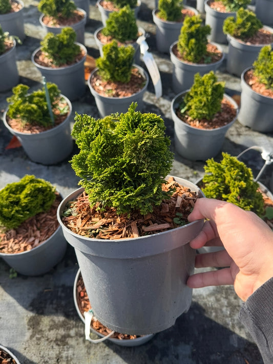 Cyprysik tępołuskowy Chamaecyparis obrusa 'Nana Gracilis'