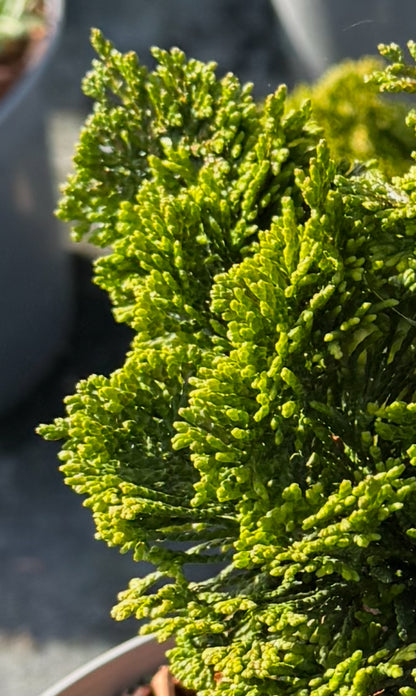 Cyprysik tępołuskowy Chamaecyparis obrusa 'Nana Gracilis'