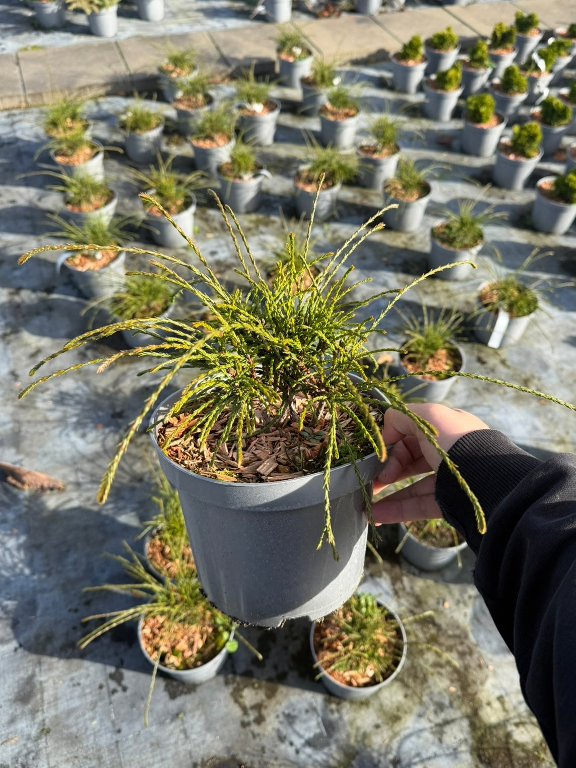Żywotnik olbrzymi Thuja plicata 'Whipcord'