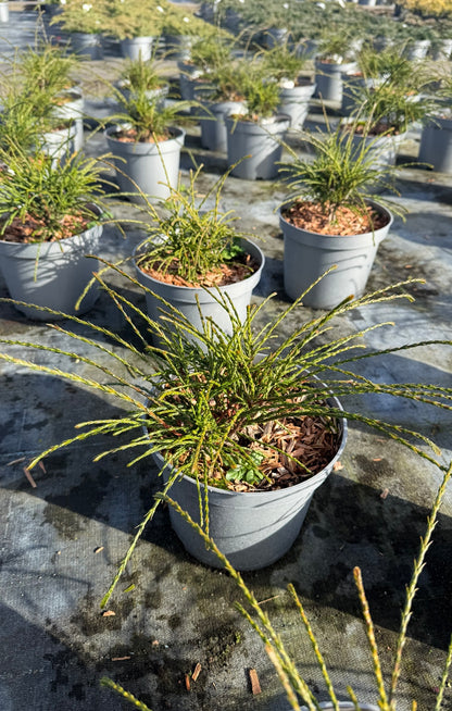 Żywotnik olbrzymi Thuja plicata 'Whipcord'
