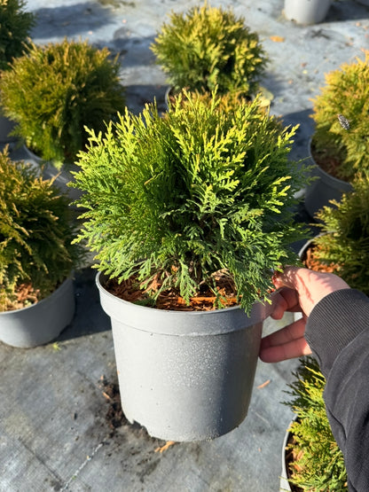 Żywotnik zachodni Thuja occidentalis 'Danica'