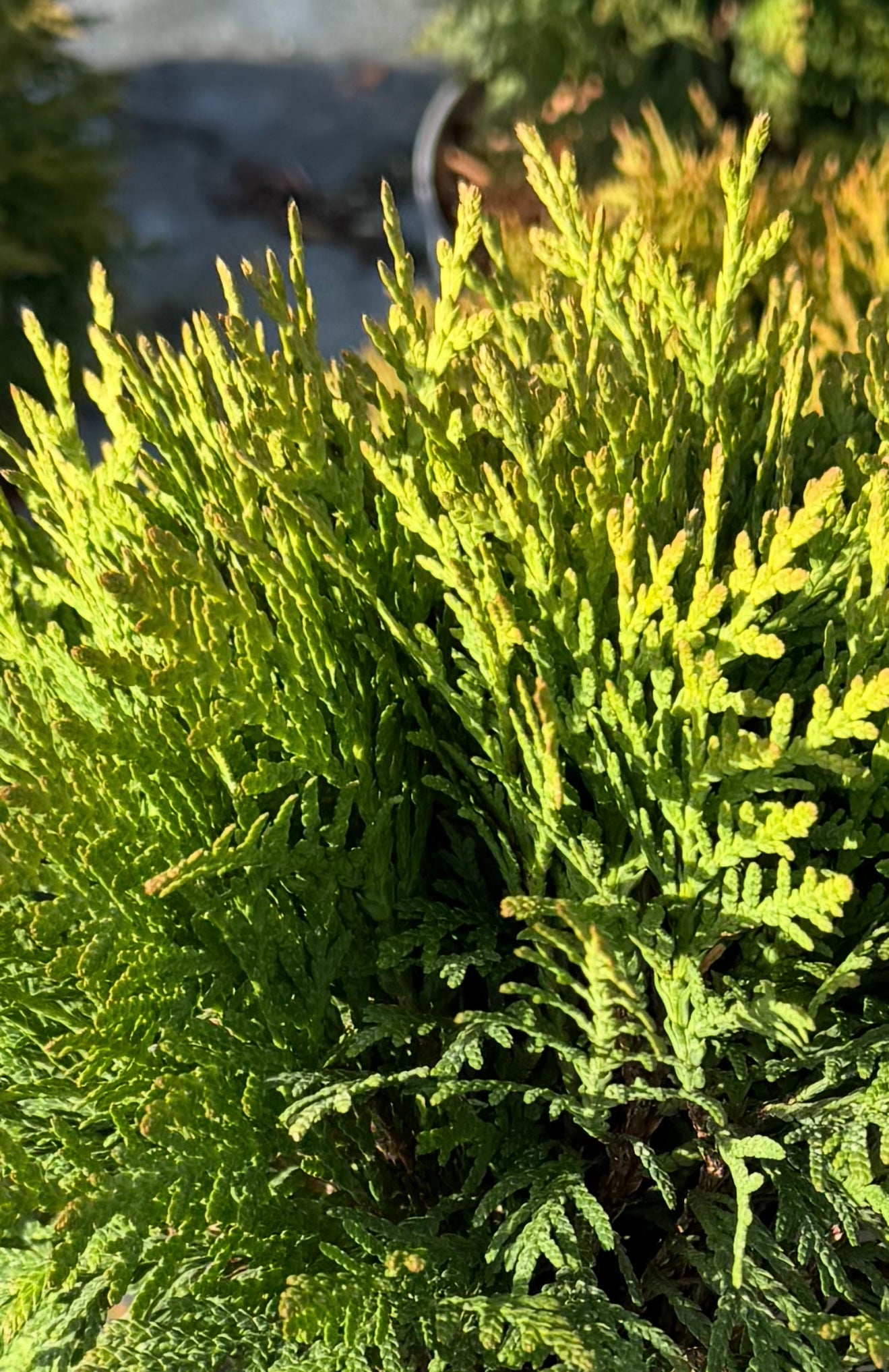 Żywotnik zachodni Thuja occidentalis 'Danica'