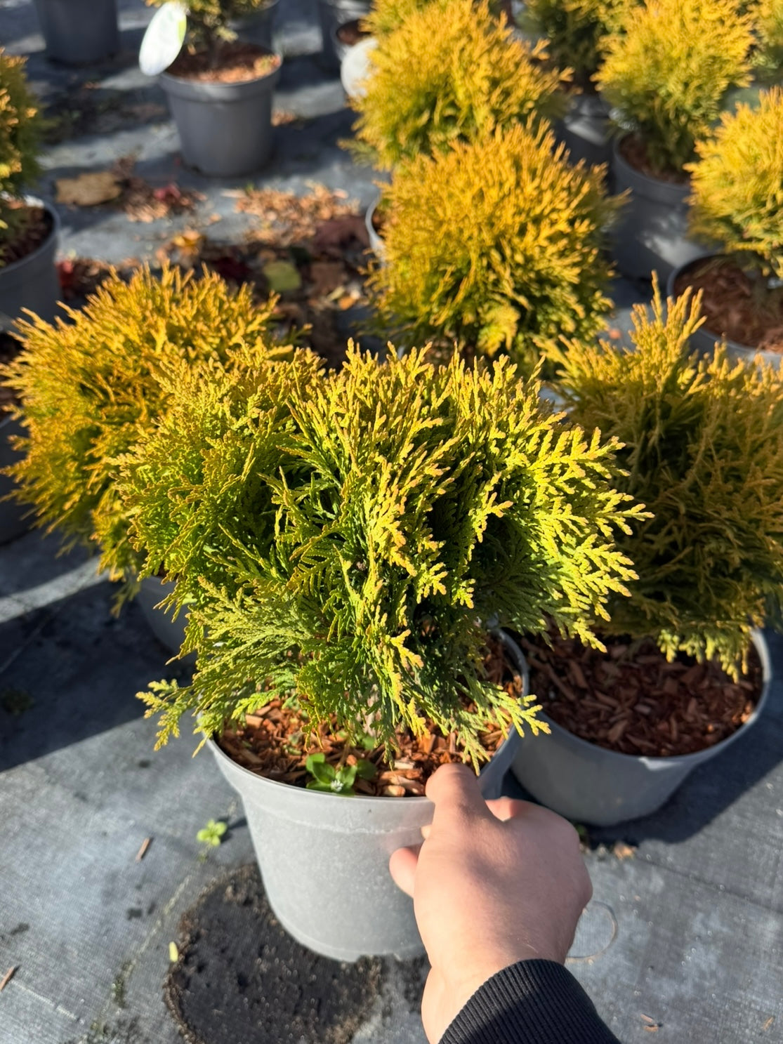 Żywotnik zachodni Thuja occidentalis 'Mirjam'