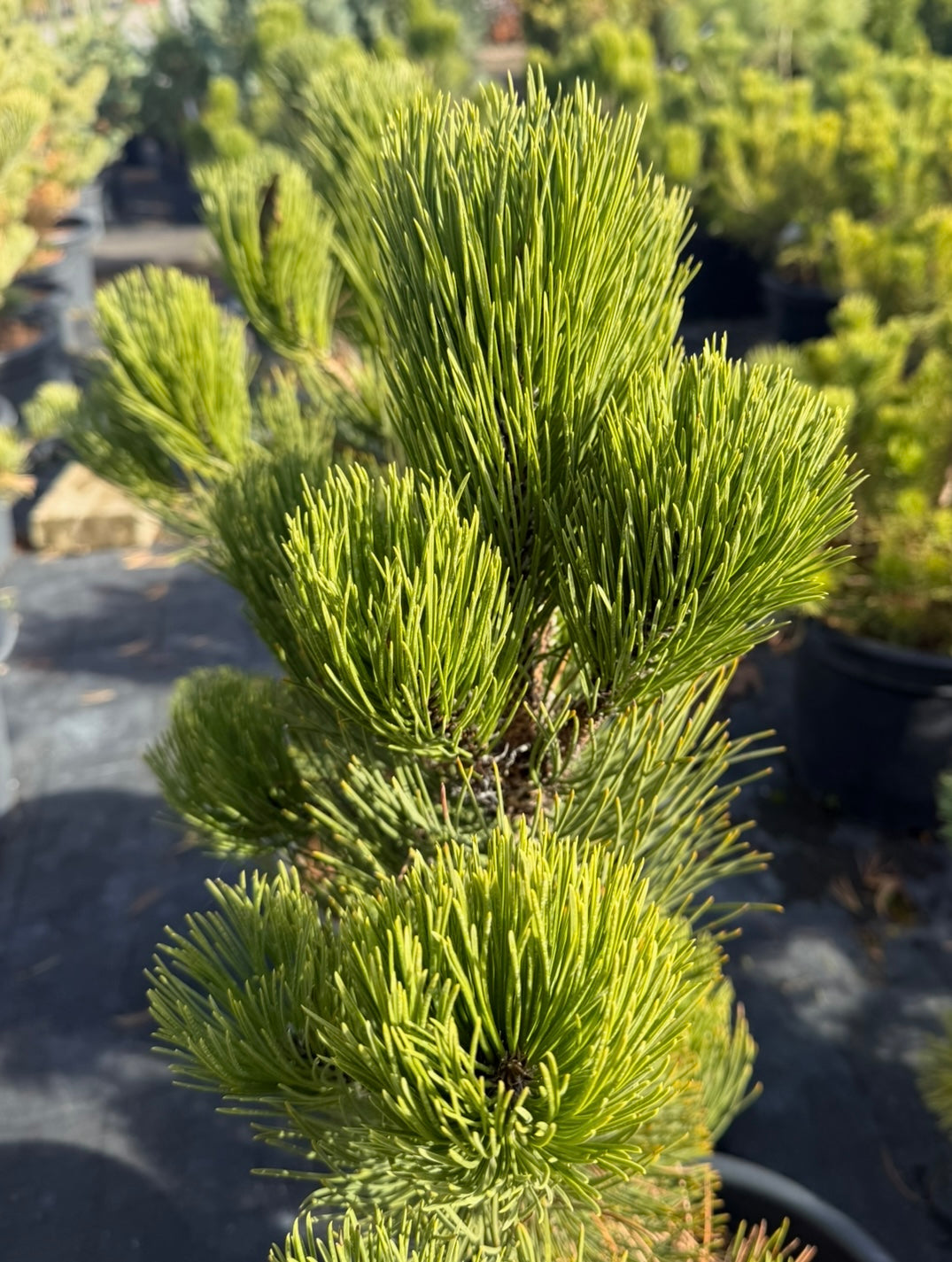 Sosna bośniacka Pinus heldreichii 'Satellit'