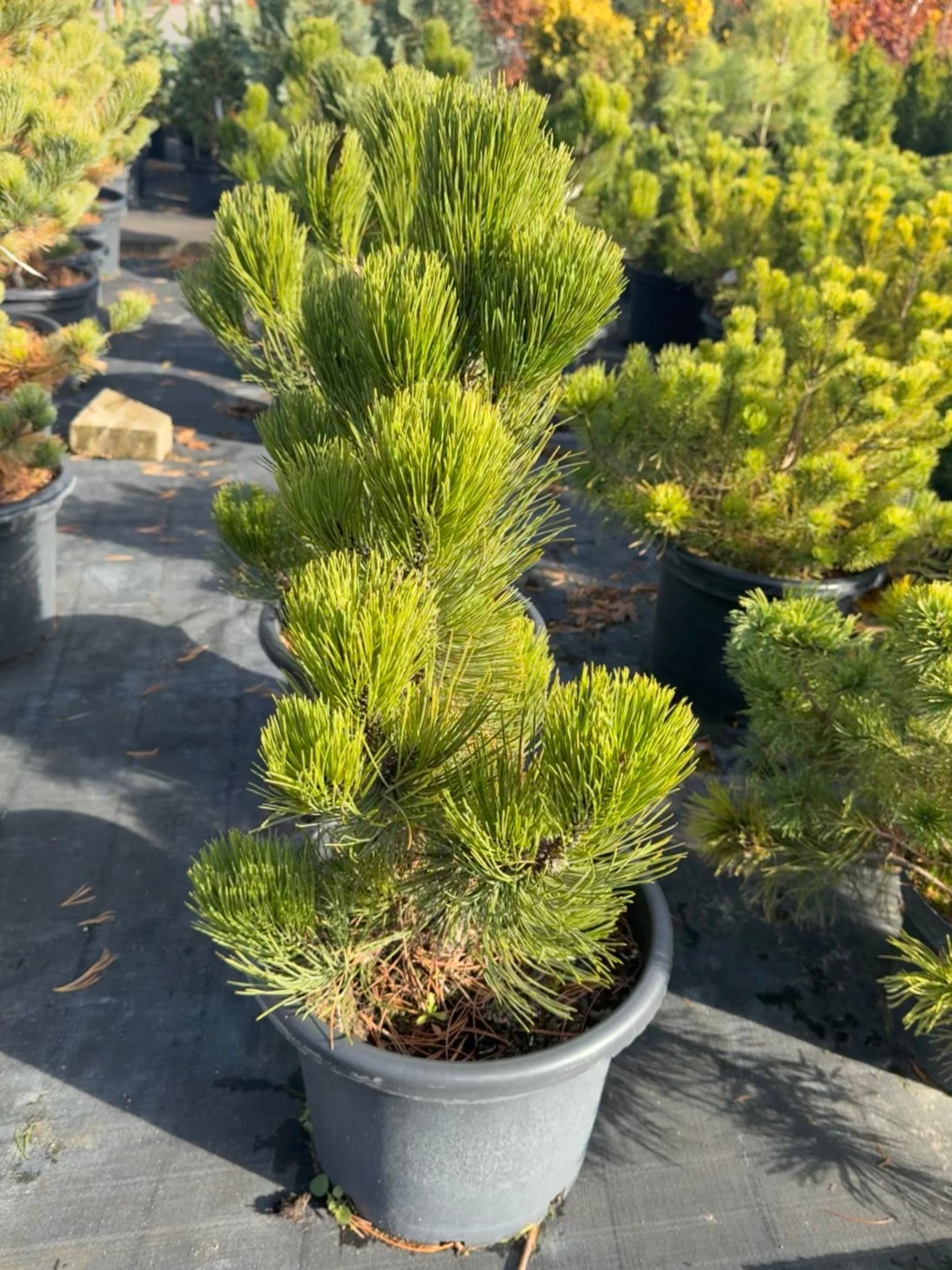 Sosna bośniacka Pinus heldreichii 'Satellit'