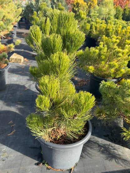 Sosna bośniacka Pinus heldreichii 'Satellit'