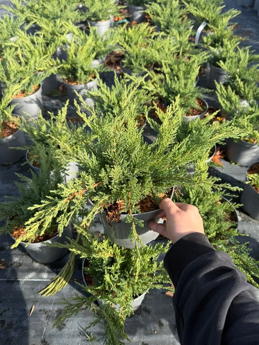 Jałowiec sabiński Juniperus sabina 'Tamariscifoila'