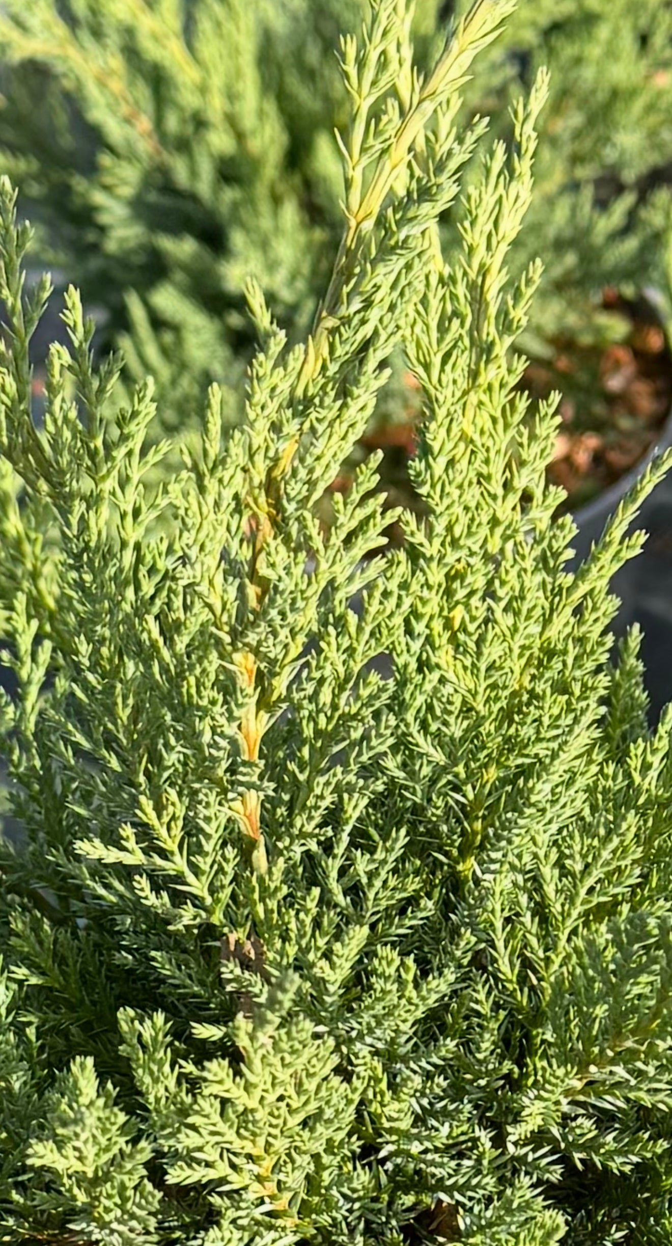 Jałowiec sabiński Juniperus sabina 'Tamariscifoila'