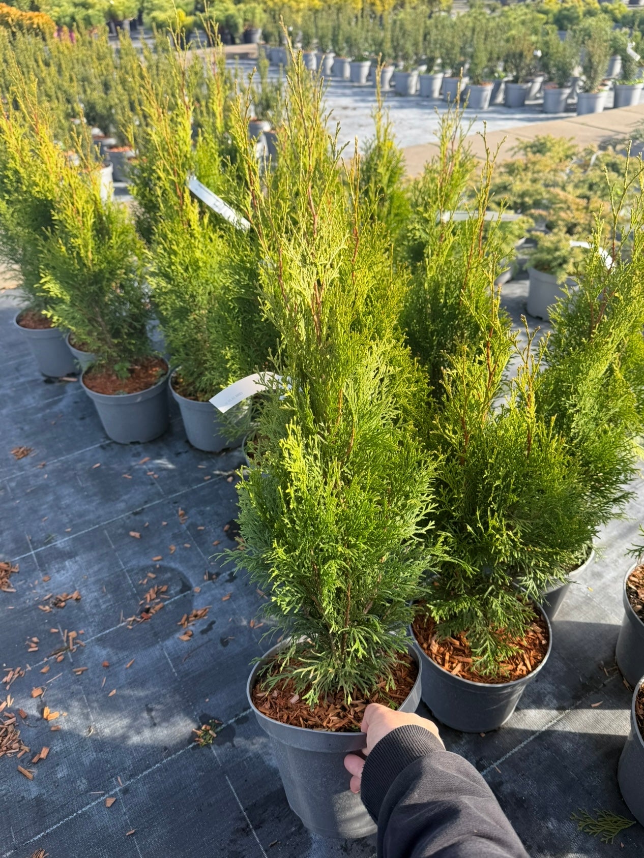 Żywotnik zachodni Thuja occidentalis 'Smaragd'