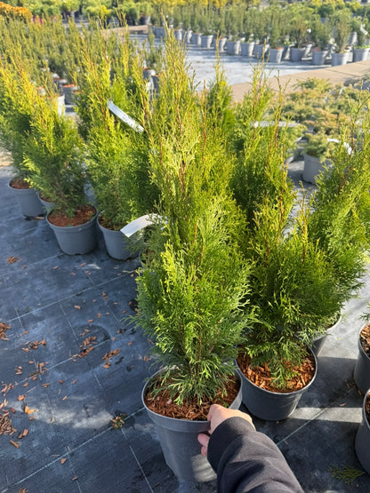 Żywotnik zachodni Thuja occidentalis 'Smaragd'
