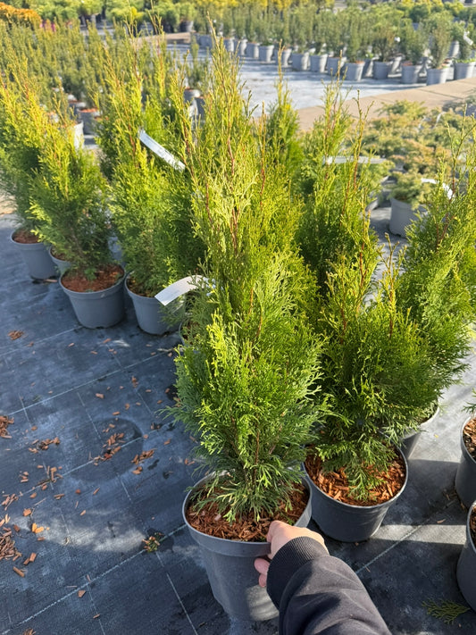 Żywotnik zachodni Thuja occidentalis 'Smaragd'