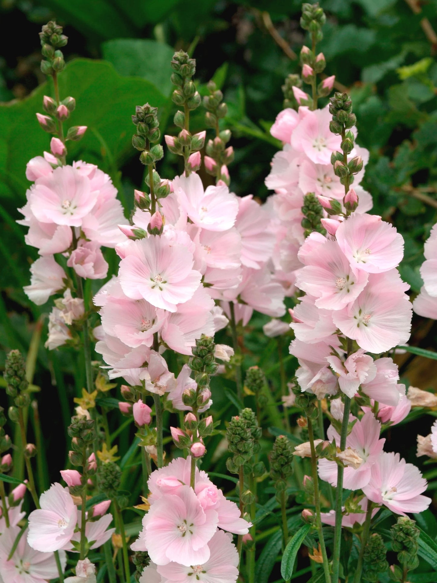 Ślazownik Sidalcea 'Little Princess'