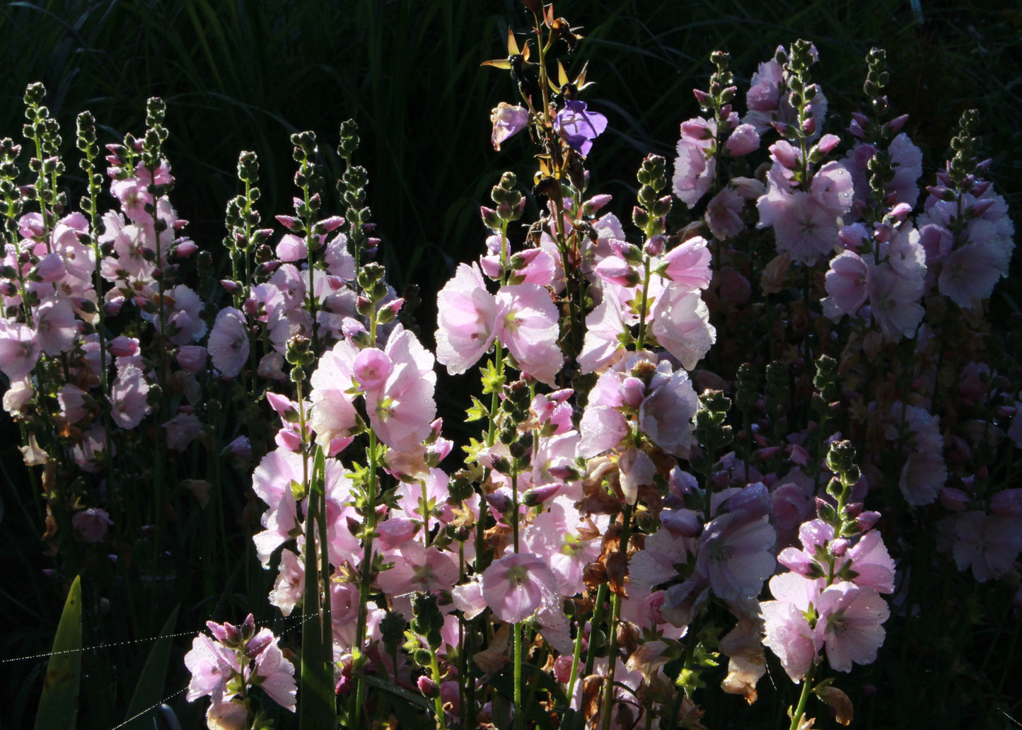 Ślazownik Sidalcea 'Little Princess'