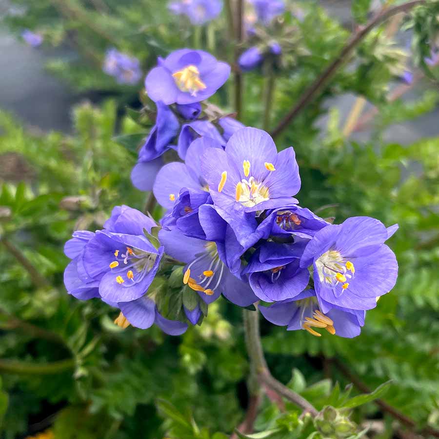 Wielosił Polemonium 'Hurricane Ridge'