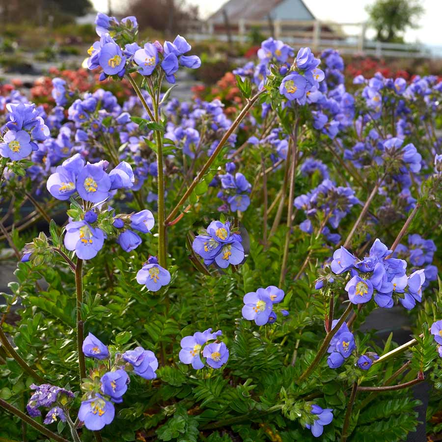 Wielosił Polemonium 'Hurricane Ridge'