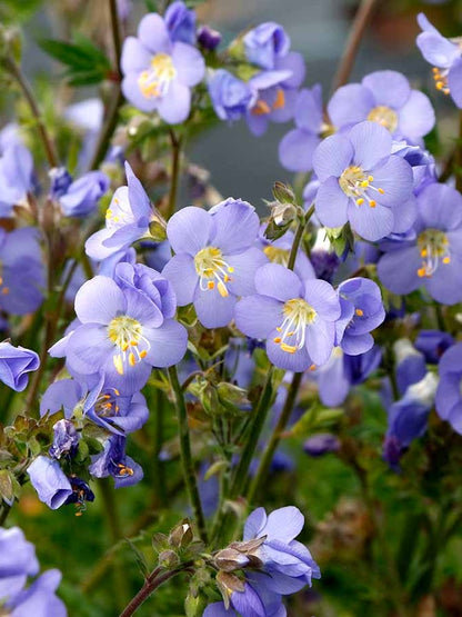 Wielosił Polemonium 'Hurricane Ridge'