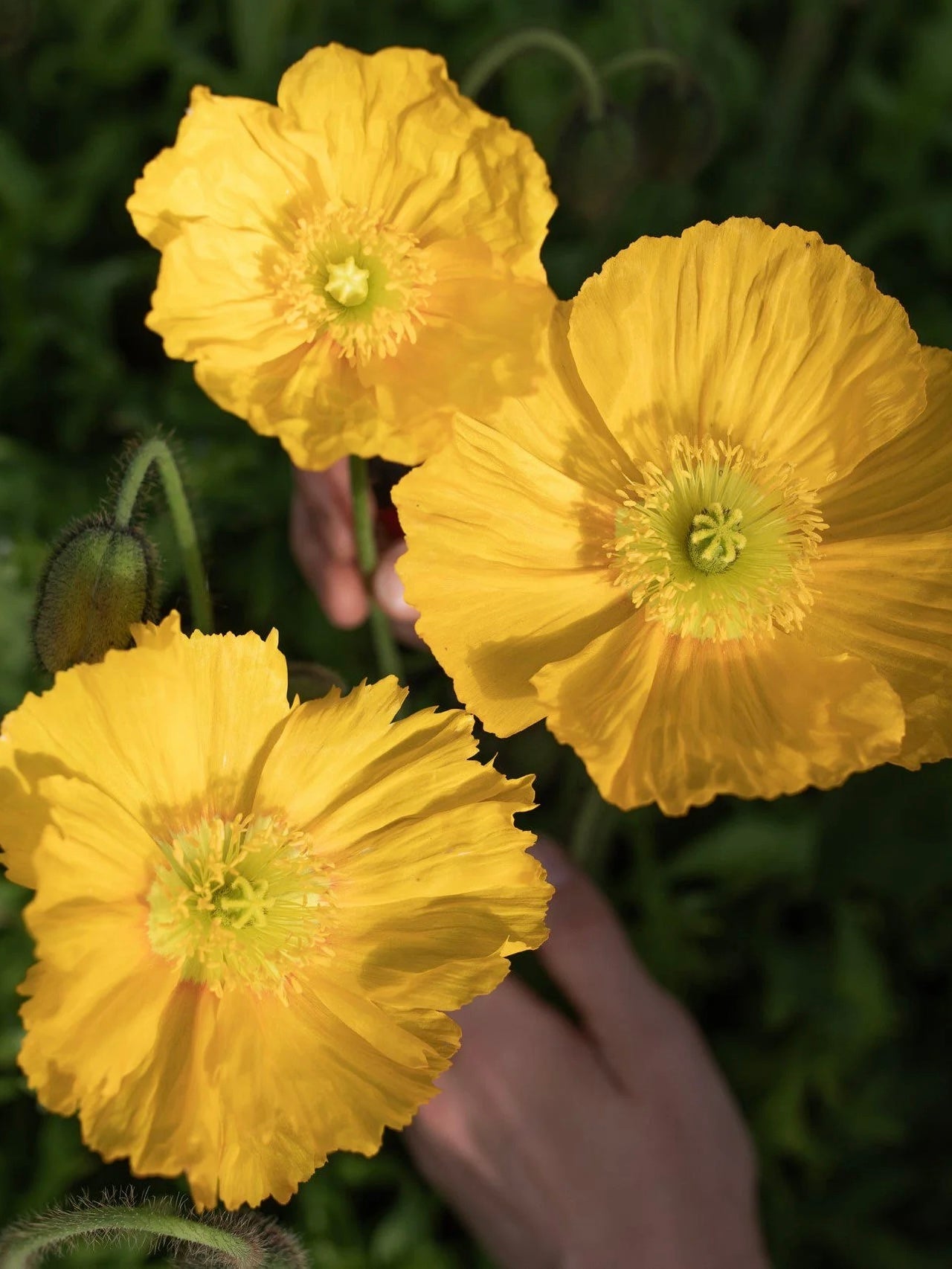 Mak syberyjski Papaver nudicaule 'Champagne Bubbles Yellow'
