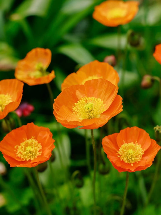Mak syberyjski Papaver nudicaule 'Champagne Bubbles Orange'