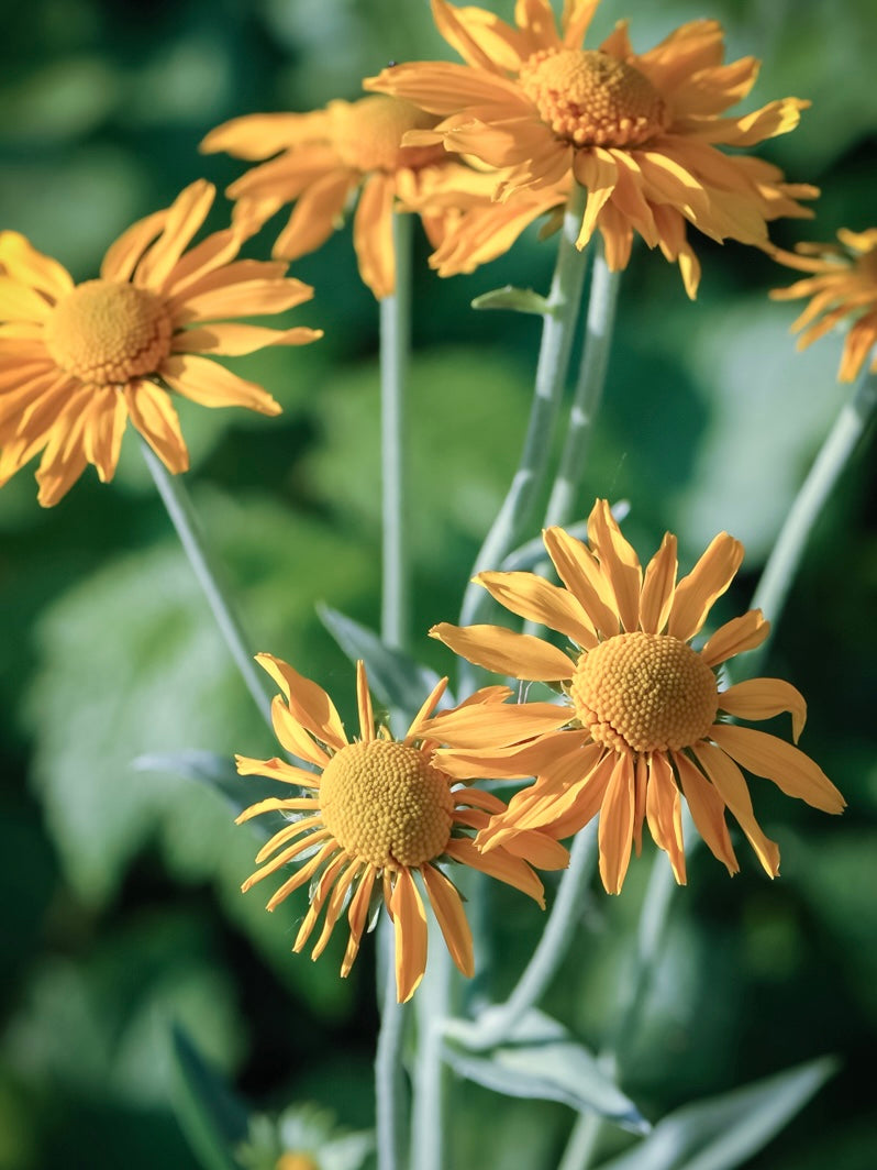 Dzielżan Hoopesa Helenium hoopesii