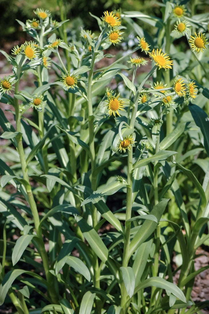 Dzielżan Hoopesa Helenium hoopesii