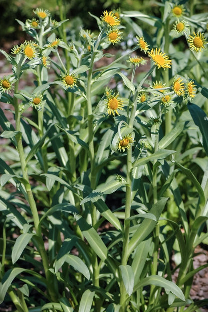 Dzielżan Hoopesa Helenium hoopesii
