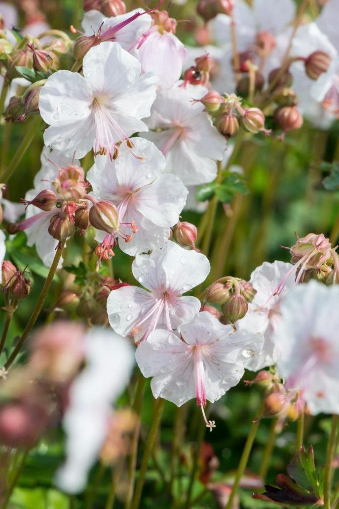 Bodziszek kantabryjski Geranium x cantabrigense 'Lohfelden'