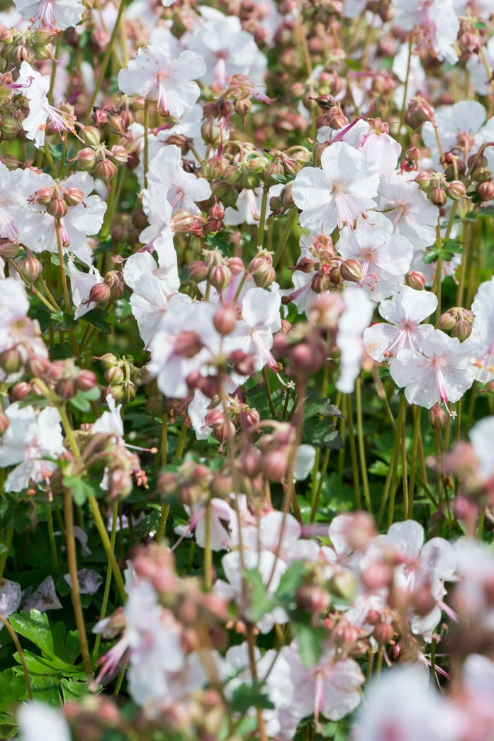Bodziszek kantabryjski Geranium x cantabrigense 'Lohfelden'