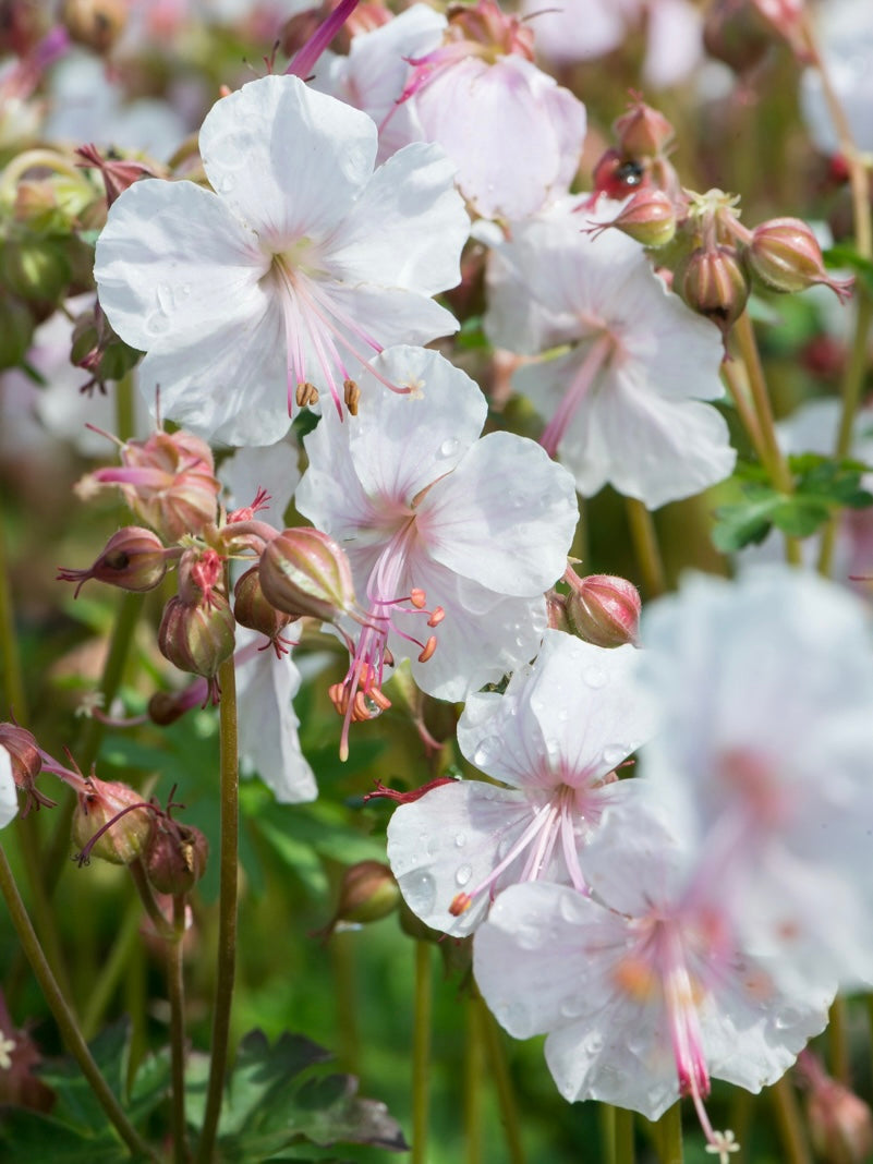 Bodziszek kantabryjski Geranium x cantabrigense 'Lohfelden'