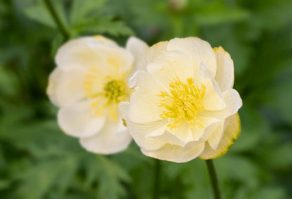 Pełnik ogrodowy Trollius x cultorum 'New Moon'