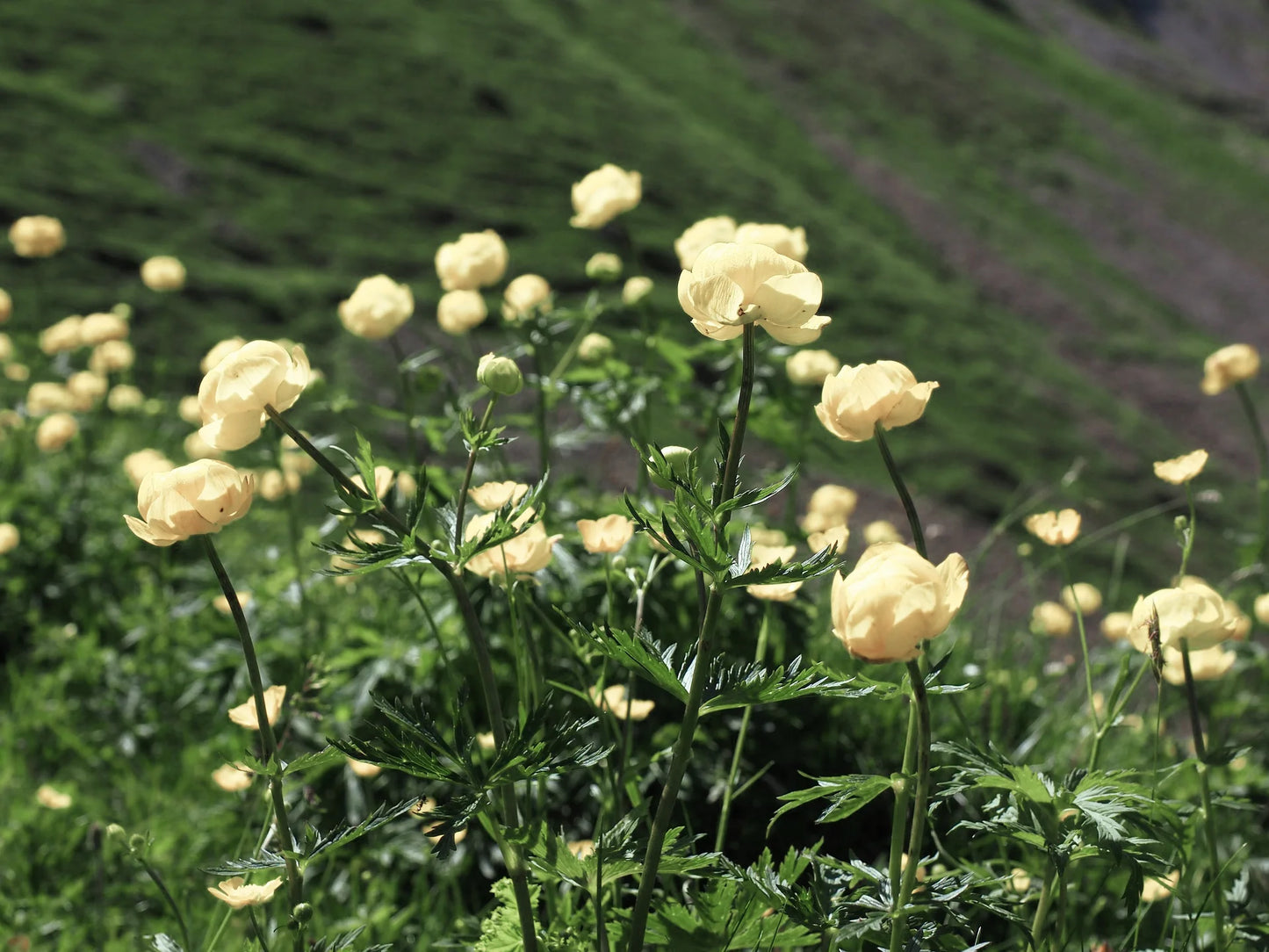 Pełnik ogrodowy Trollius x cultorum 'New Moon'
