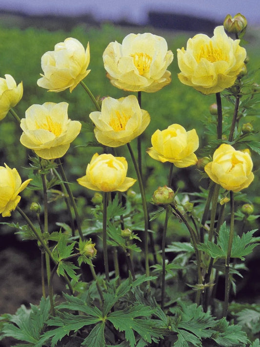 Pełnik ogrodowy Trollius x cultorum 'New Moon'