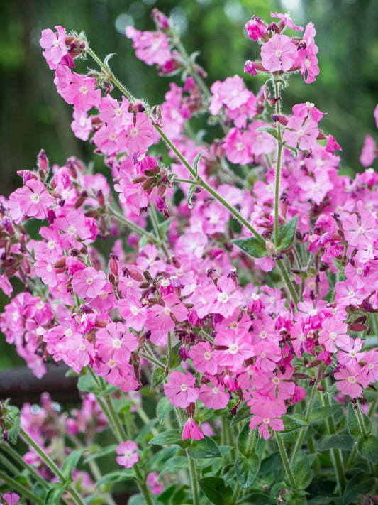Lepnica czerwona Silene dioica 'Rollies Favorite'