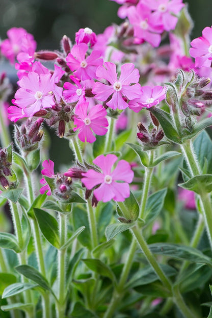 Lepnica czerwona Silene dioica 'Rollies Favorite'