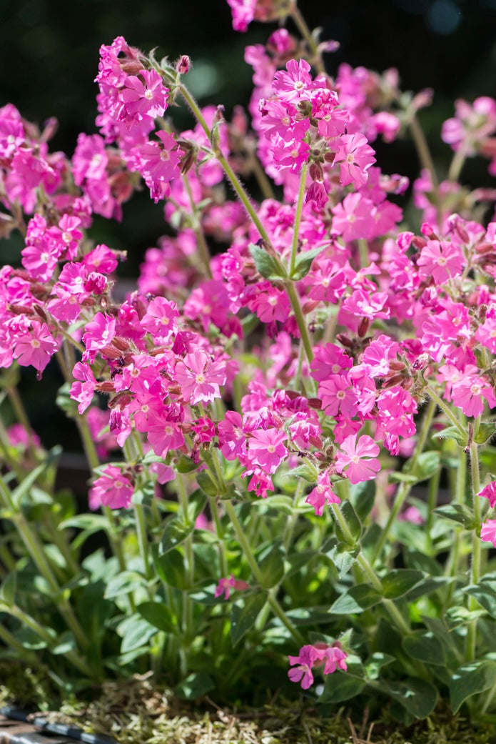 Lepnica czerwona Silene dioica 'Rollies Favorite'