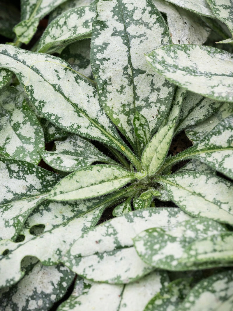 Miodunka Pulmonaria 'Opal'