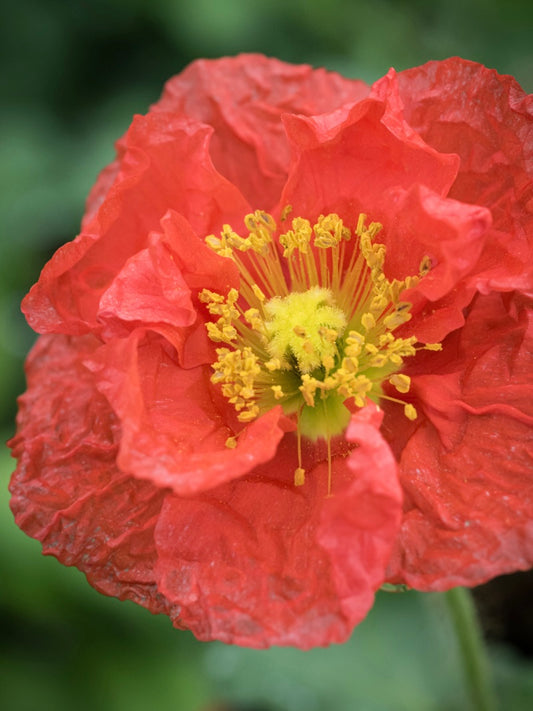 Mak syberyjski Papaver nudicaule 'Pop-up Rose'