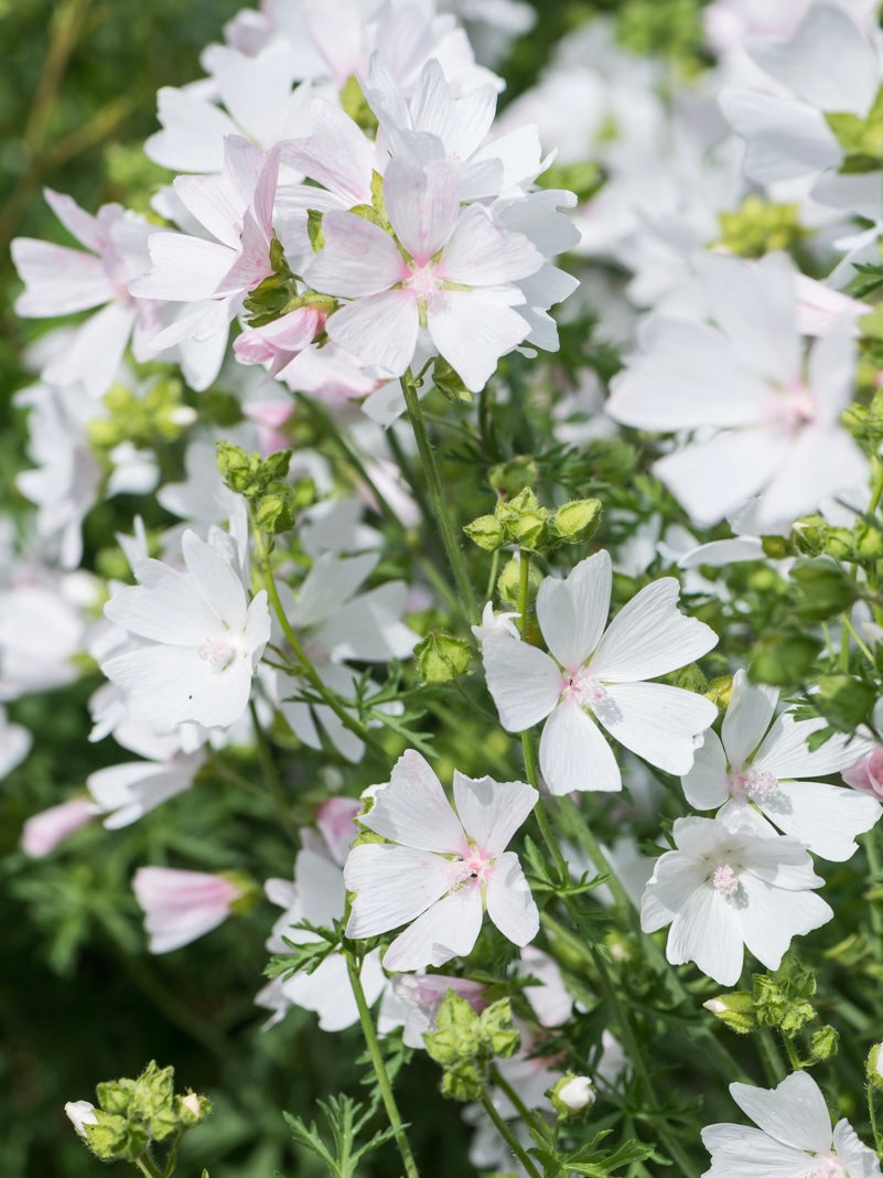 Ślaz piżmowy Malva moschata f. alba
