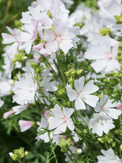 Ślaz piżmowy Malva moschata f. alba