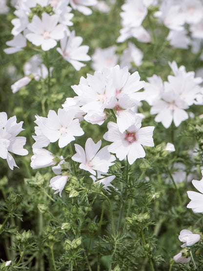 Ślaz piżmowy Malva moschata f. alba